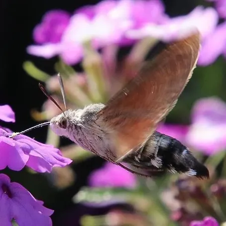 Maison La Pierre Du Lezard Nature Auvergne-rhone-alpes *