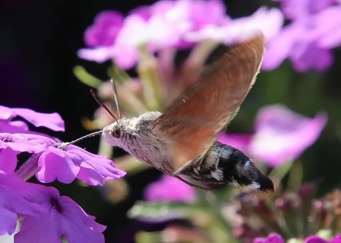 Maison La Pierre Du Lezard Nature Auvergne-rhone-alpes *